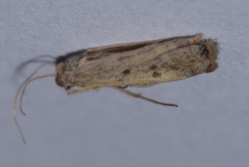 Phycitodes inquinatella